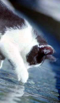 katze Waldeck